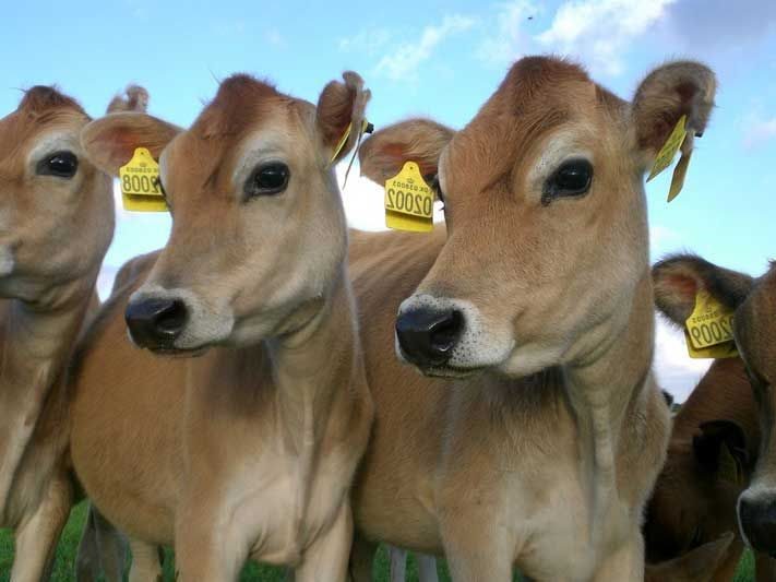 Close-up of Jersey cattle looking to the side.