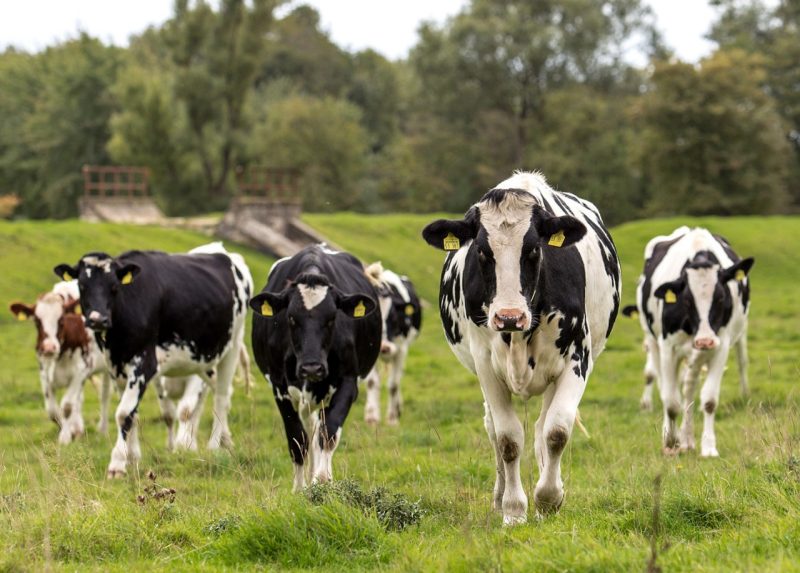 Dairy cows in field walking toward camera.