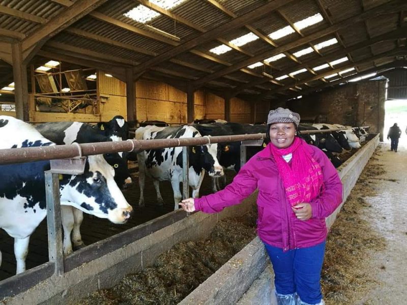 Fulbright Scholar, Dr. Liveness Banda, in a dairy barn with holstein cows.