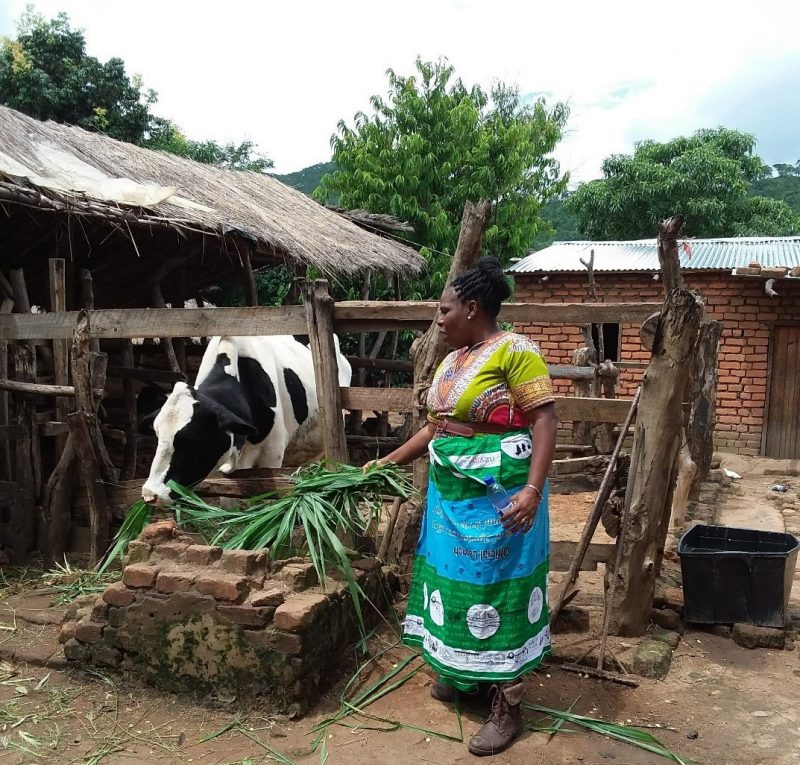 Fulbright Scholar, Dr. Liveness Banda, with a holstein dairy cow. Thatched structure in the background. Malawi.