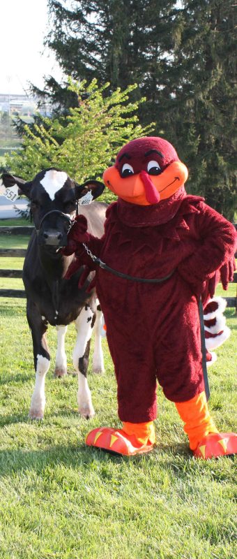 HokieBird with a Holstein heifer in front of a black fence.